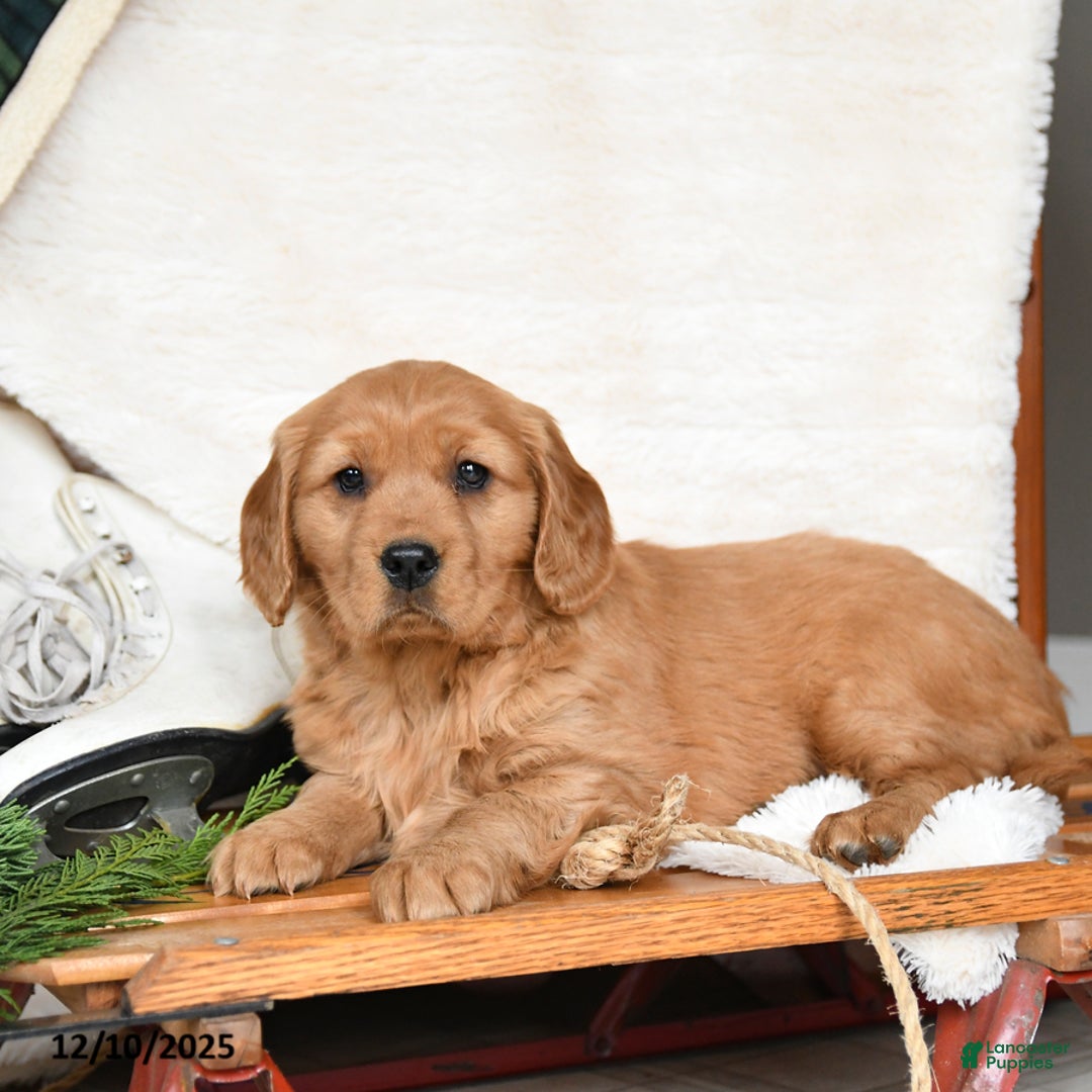 Miniature Golden Retriever dogs for sale: Santa   - Ad 3