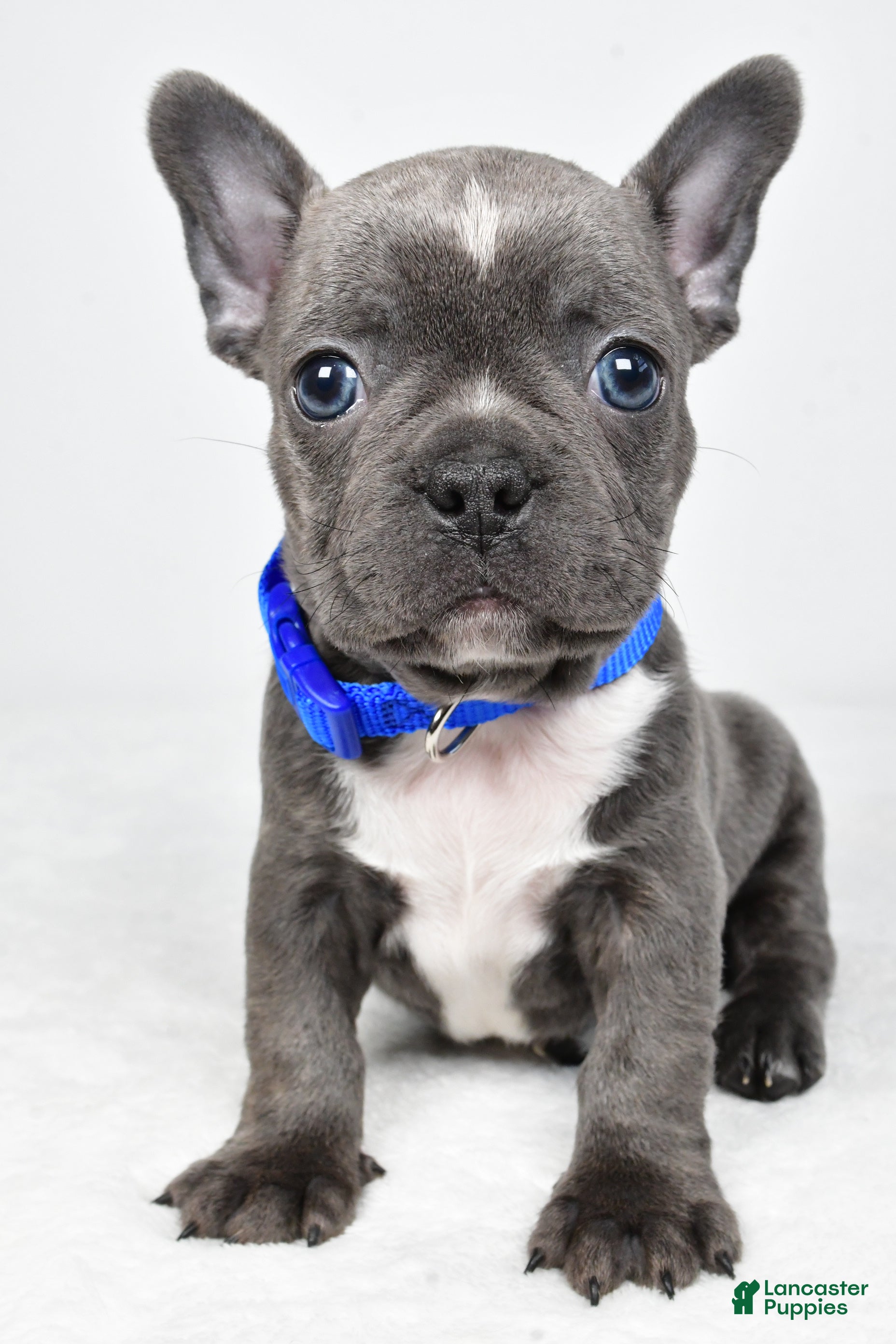 Mixed Breed dogs Freddy - Ad 2