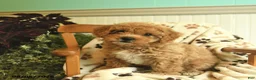 Shihpoo dogs for sale: Marley  - Ad 4