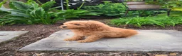Mini Goldendoodle dogs for sale: Inez - Ad 21