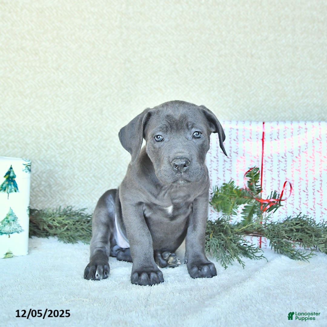 Cane Corso dogs for sale: Sage - Ad 5