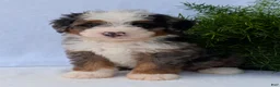 Mini Bernedoodle dogs for sale: Mini Louie  - Ad 8