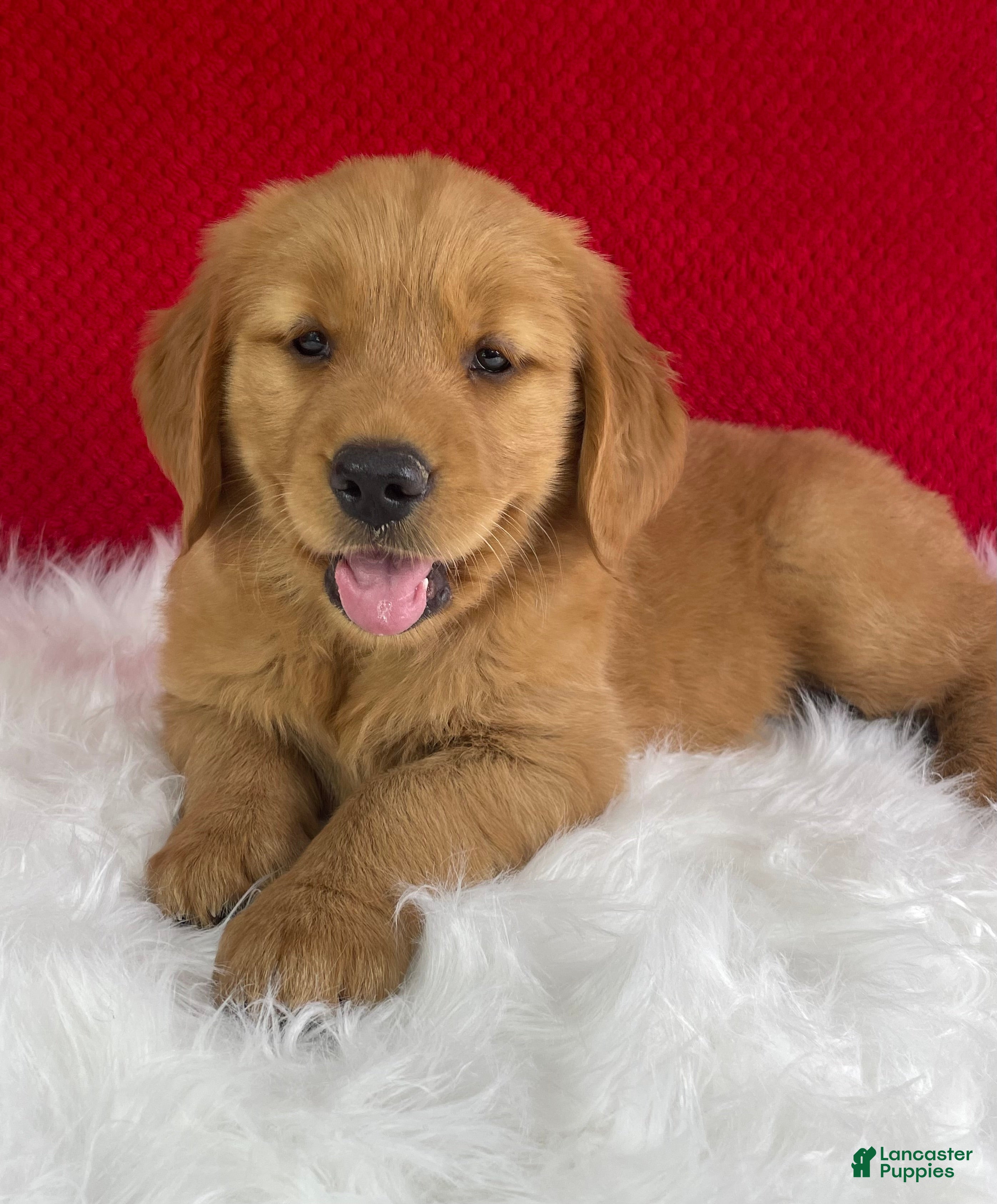 Golden Retriever dogs Hazel - Ad 2