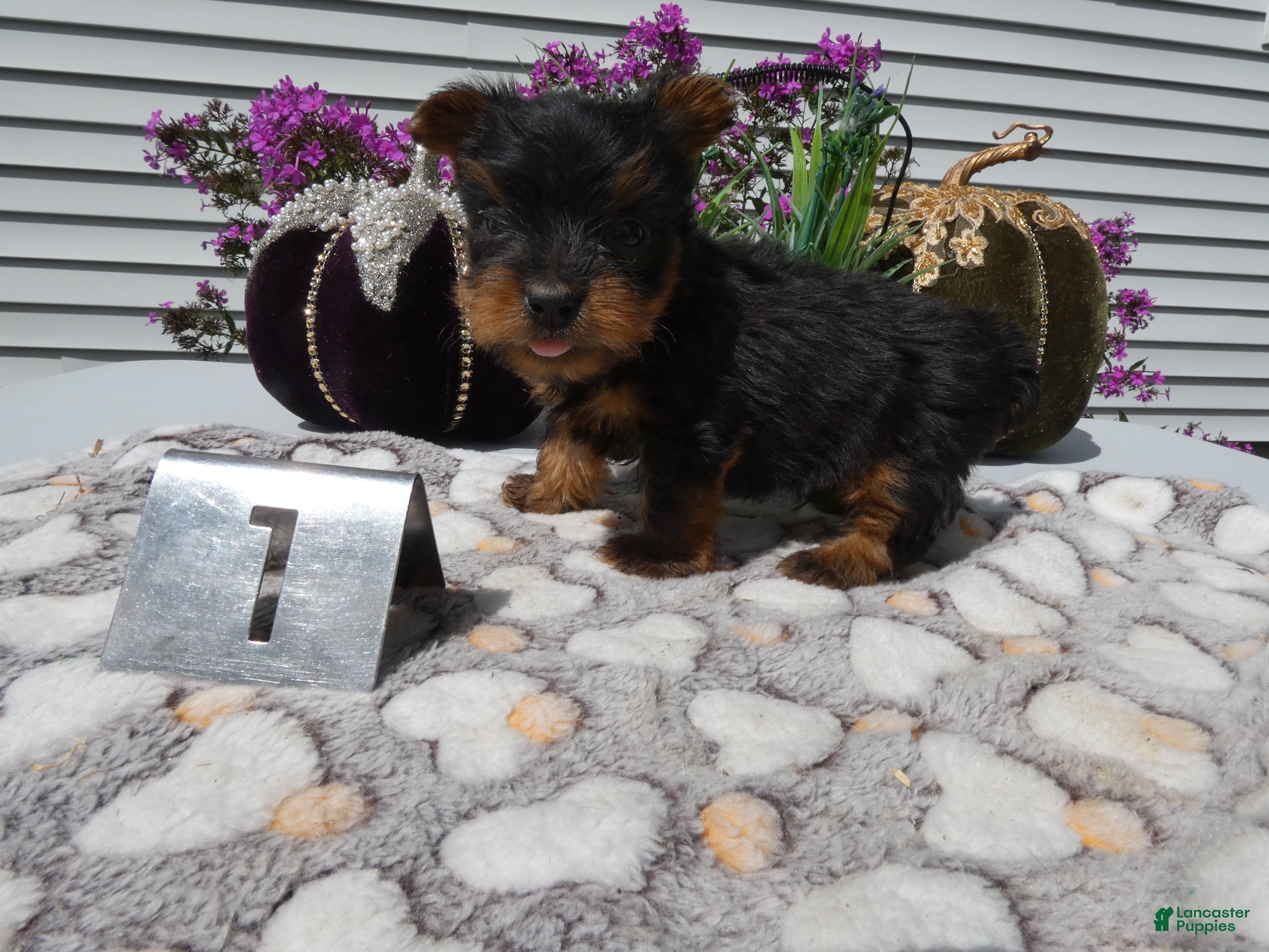 Yorkshire Terrier dogs Yorkshire Terrier 1 Marko - Ad 39