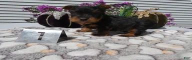 Yorkshire Terrier 1 Marko