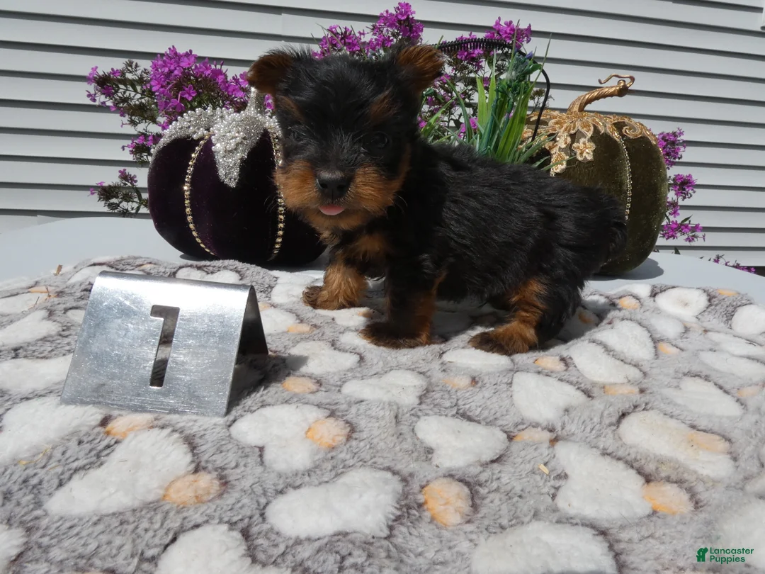 Yorkshire Terrier dogs for sale: Yorkshire Terrier 1 Marko - Ad 1