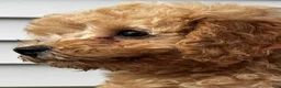 Miniature Labradoodle dogs for sale: Dolly - Ad 8