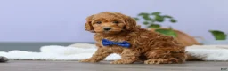 Cockapoo dogs for sale: Luca - Ad 8