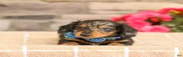 Miniature Dachshund dogs for sale: Miles - Ad 4