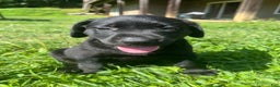Labrador Retriever dogs for sale: Labrador Retriever Puppy 1 - Ad 1