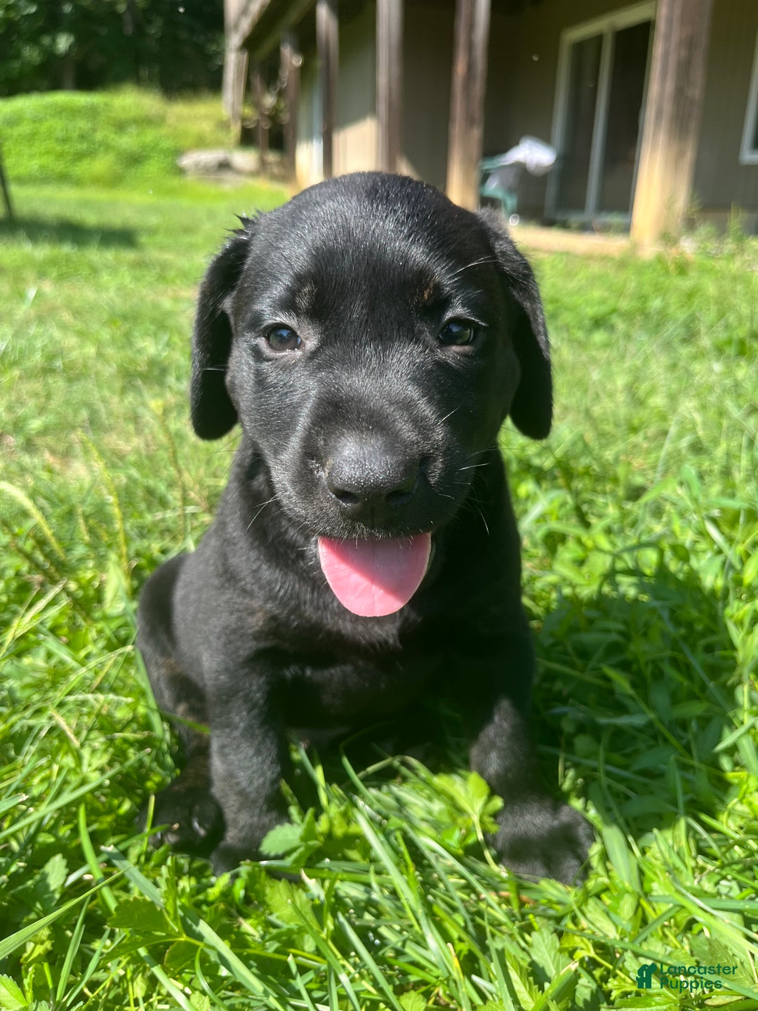 Labrador Retriever dogs for sale: Labrador Retriever Puppy 1 - Ad 1