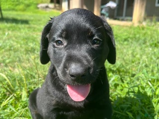 Labrador Retriever dogs Labrador Retriever Puppy 1 - Ad 36