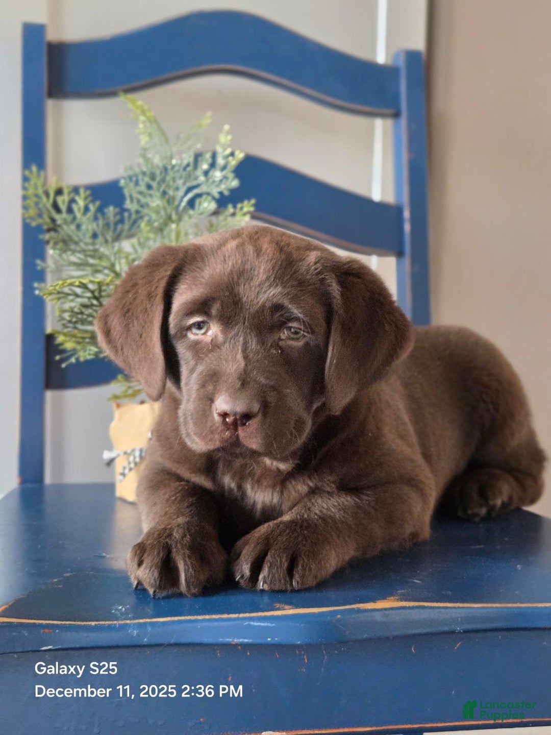 Labrador Retriever dogs for sale: Bella  - Ad 5