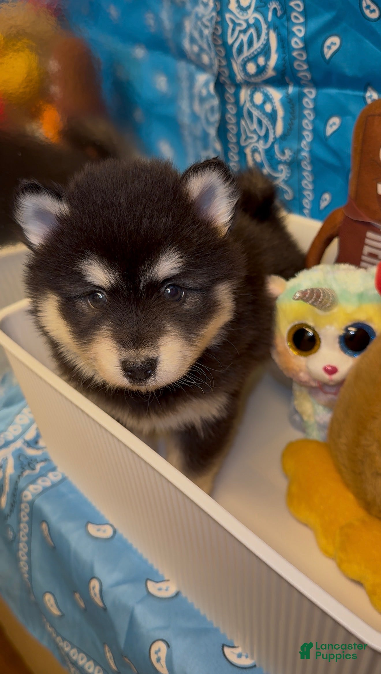 Pomsky
