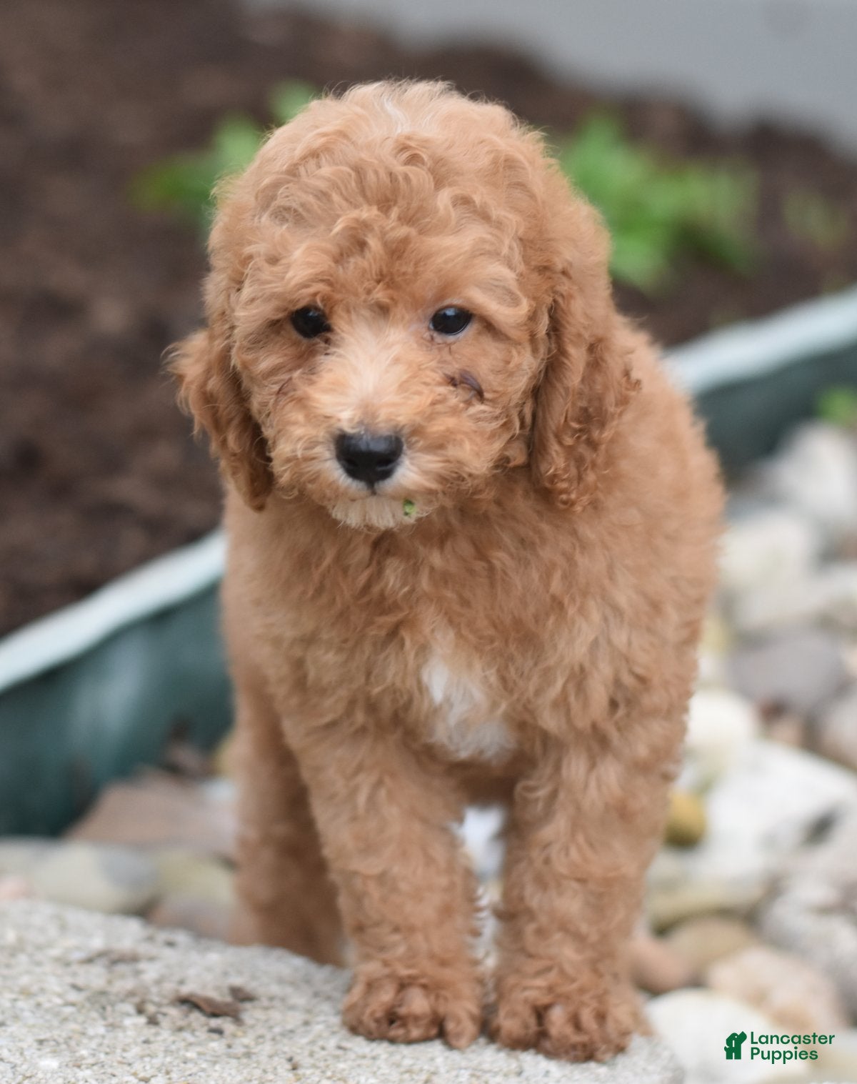 Miniature Poodle dogs Parson - Ad 1
