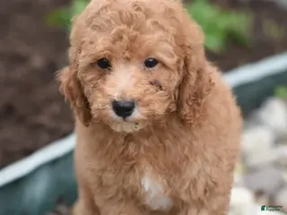 Miniature Poodle dogs for sale: Parson - Ad 1