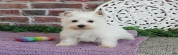 West Highland Terrier dogs for sale: Caroline - Ad 12