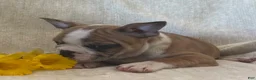 Frenchton dogs for sale: Dakota - Ad 5