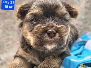 Yorkshire Terrier dogs Garrett - Ad 28