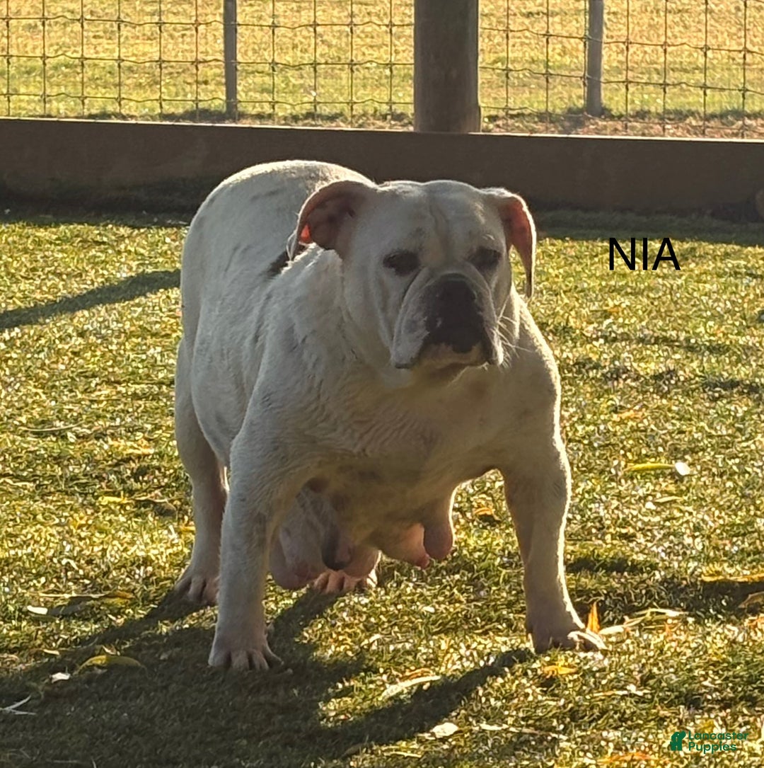 English Bulldog dogs for sale: Banjo - Ad 6