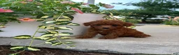 Bichpoo dogs for sale: Daisy  - Ad 1
