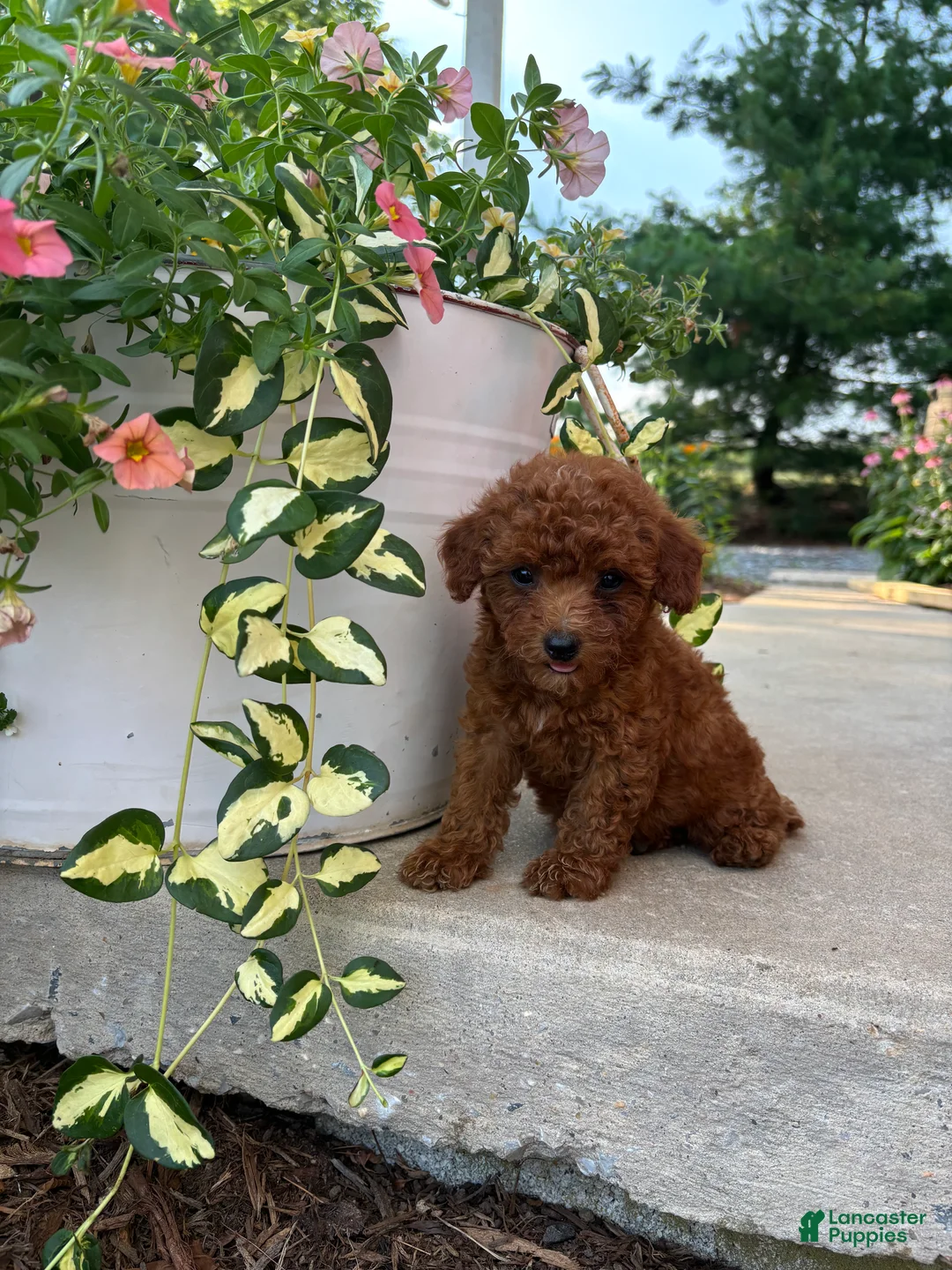 Bichpoo dogs for sale: Daisy  - Ad 1