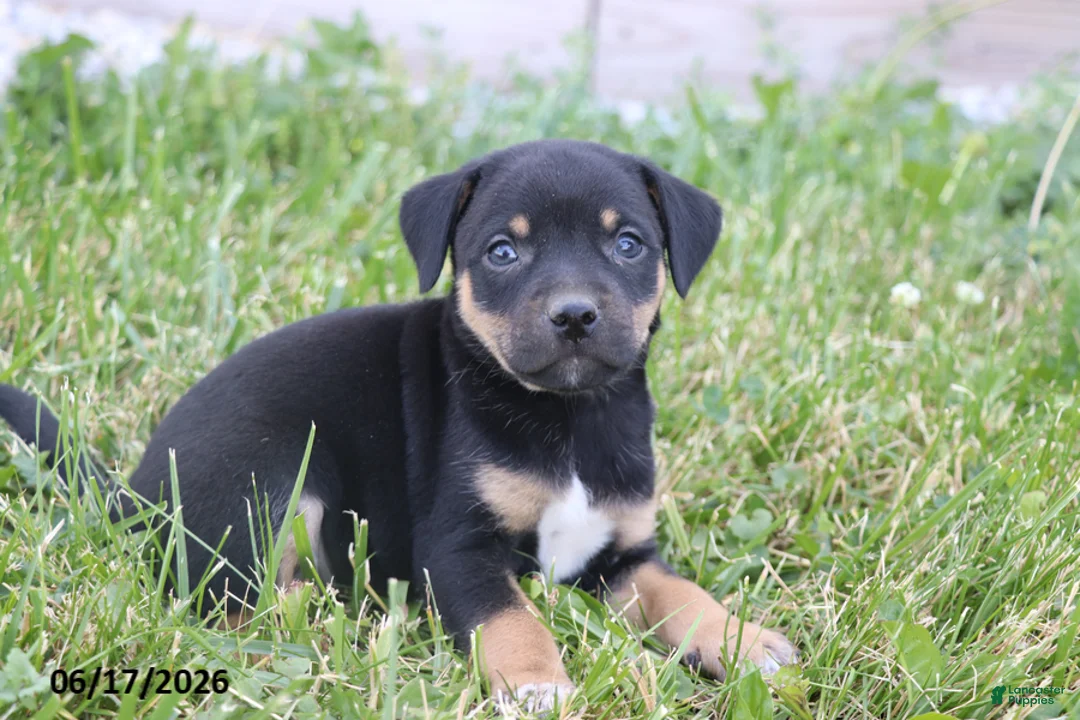 Mixed Breed dogs for sale: Violet - Ad 1