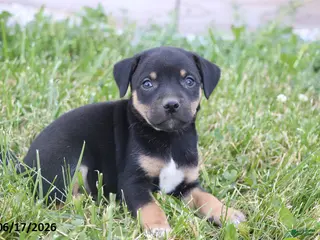 Mixed Breed dogs for sale: Violet - Ad 2