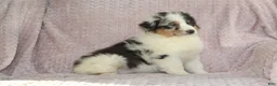 Australian Shepherd dogs for sale: Pixie  - Ad 4