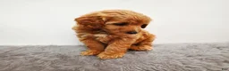 Mini Goldendoodle dogs for sale: Prince   - Ad 6