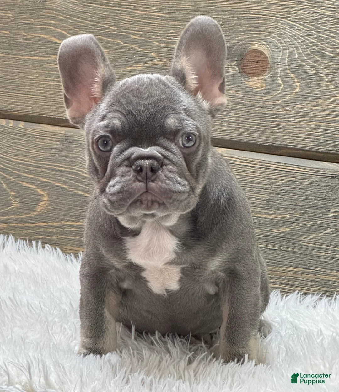 French Bulldog dogs for sale: Tesla - Ad 1