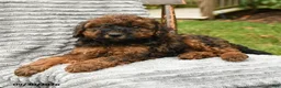 Cockapoo dogs for sale: Beau - Ad 3