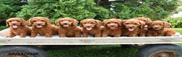 Cockapoo dogs for sale: Sienna - Ad 3