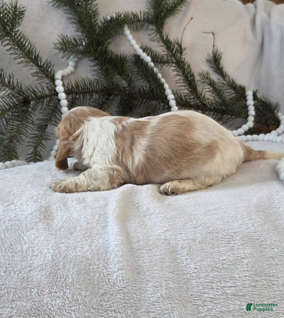 Miniature Dachshund dogs for sale: Jasper - Ad 9