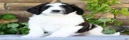 Saint Berdoodles dogs for sale: Jake - Ad 4