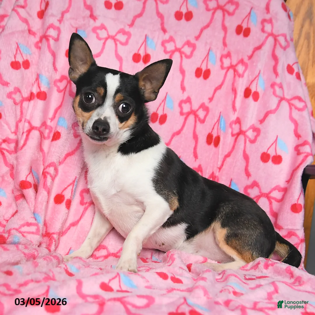 Chihuahua dogs for sale: Clover - Ad 5