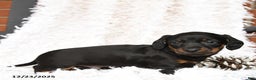Miniature Dachshund dogs for sale: Shadow - Ad 3