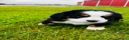Bernese Mountain Dog dogs for sale: Roman - Ad 6