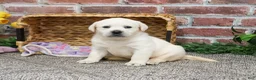 Labrador Retriever dogs for sale: Juni  - Ad 7