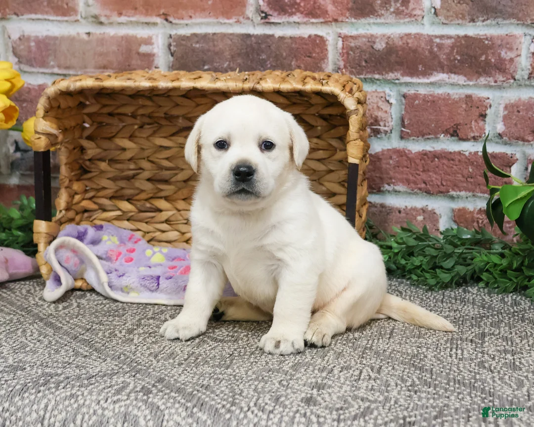 Labrador Retriever dogs for sale: Juni  - Ad 7