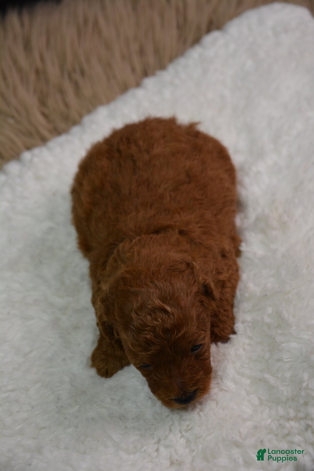 Toy Poodle dogs for sale: Toy Poodle Puppy 1 - Ad 8