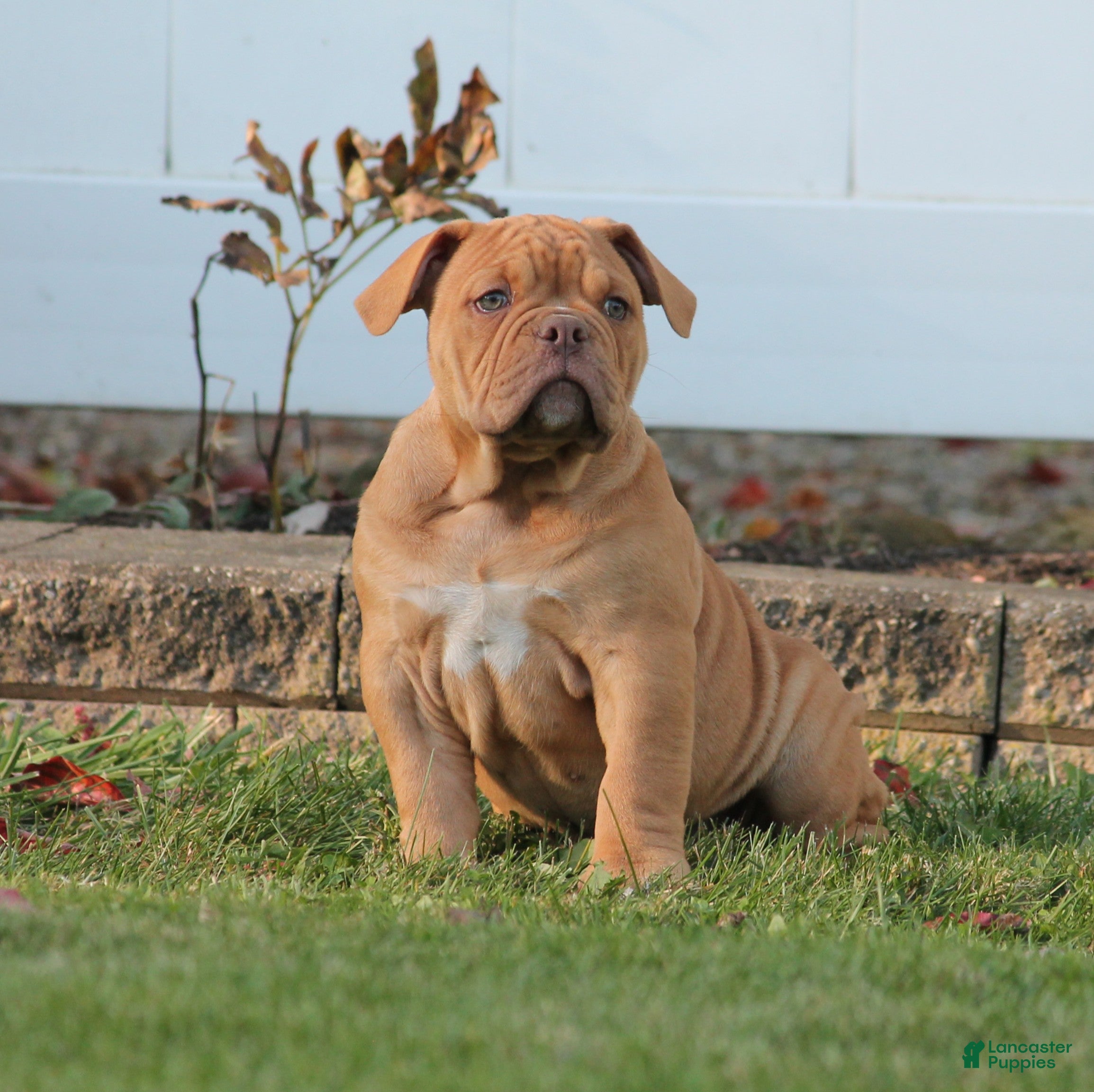 Olde English Bulldogge dogs for sale: Bluegates CHERYL - Ad 1