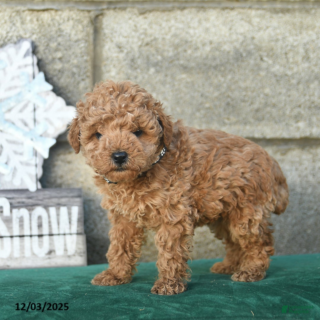 Miniature Poodle dogs for sale: Nutmeg - Ad 4