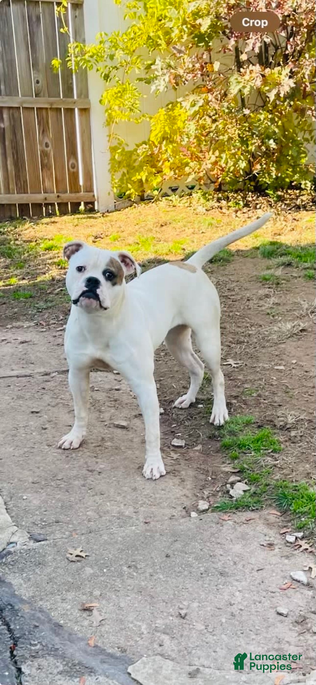 American Bulldog Puppies for sale Lancaster Puppies