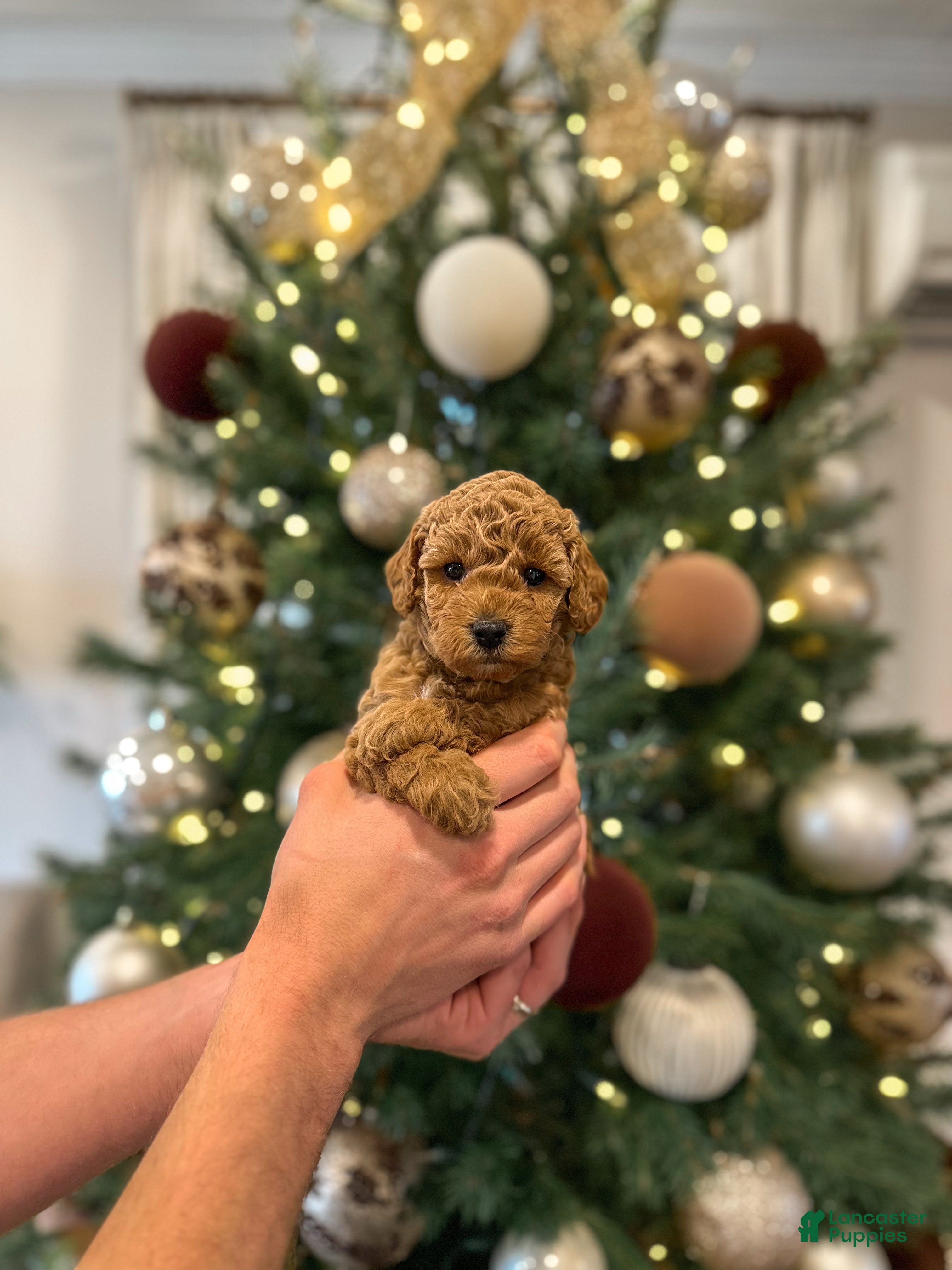 Mini Goldendoodle dogs Sage - Ad 13