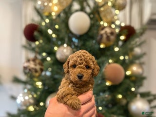 Mini Goldendoodle dogs for sale: Sage - Ad 3