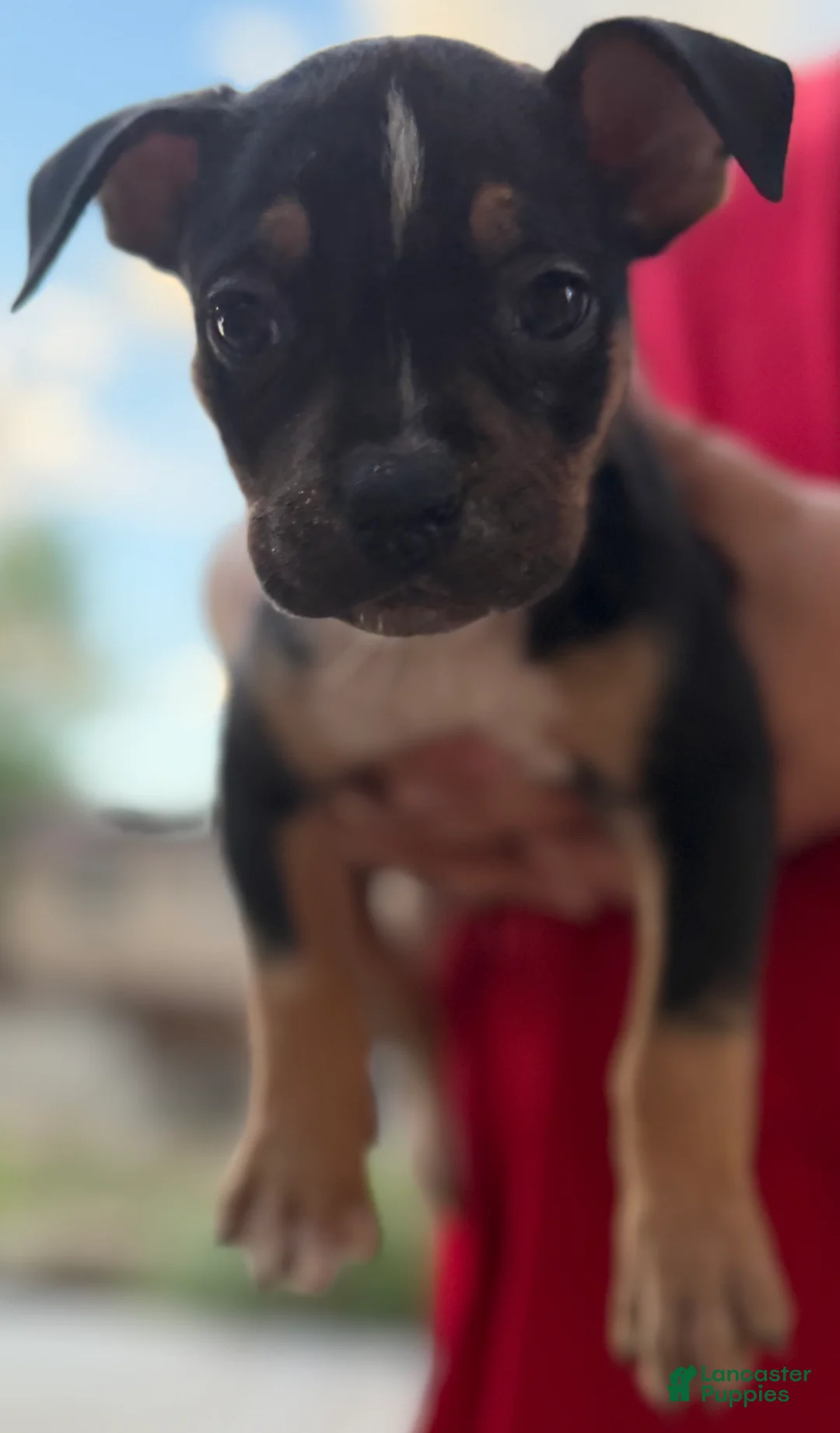 American Bully dogs for sale: American Bully 3 - Ad 16