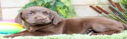 Labrador Retriever dogs for sale: Cocoa  - Ad 1