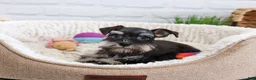 Miniature Schnauzer dogs for sale: Piglet  - Ad 2