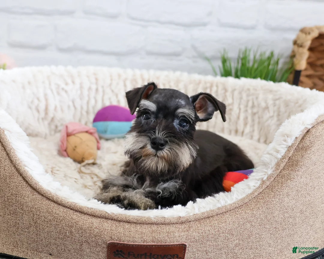 Miniature Schnauzer dogs for sale: Piglet  - Ad 2